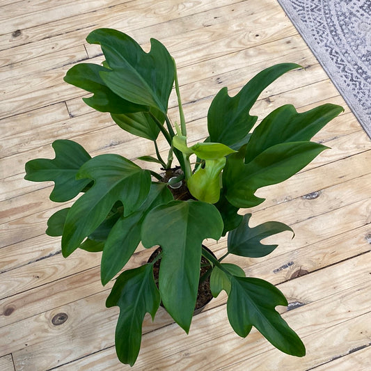 Philodendron panduriforme Totem 8"