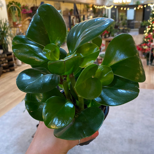 Peperomia Obtusifolia 6"