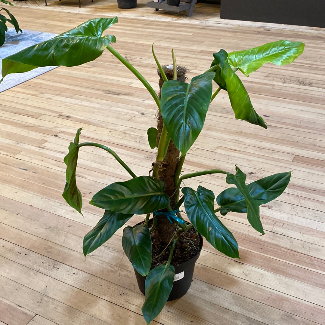 Philodendron subhastatum Totem 8"