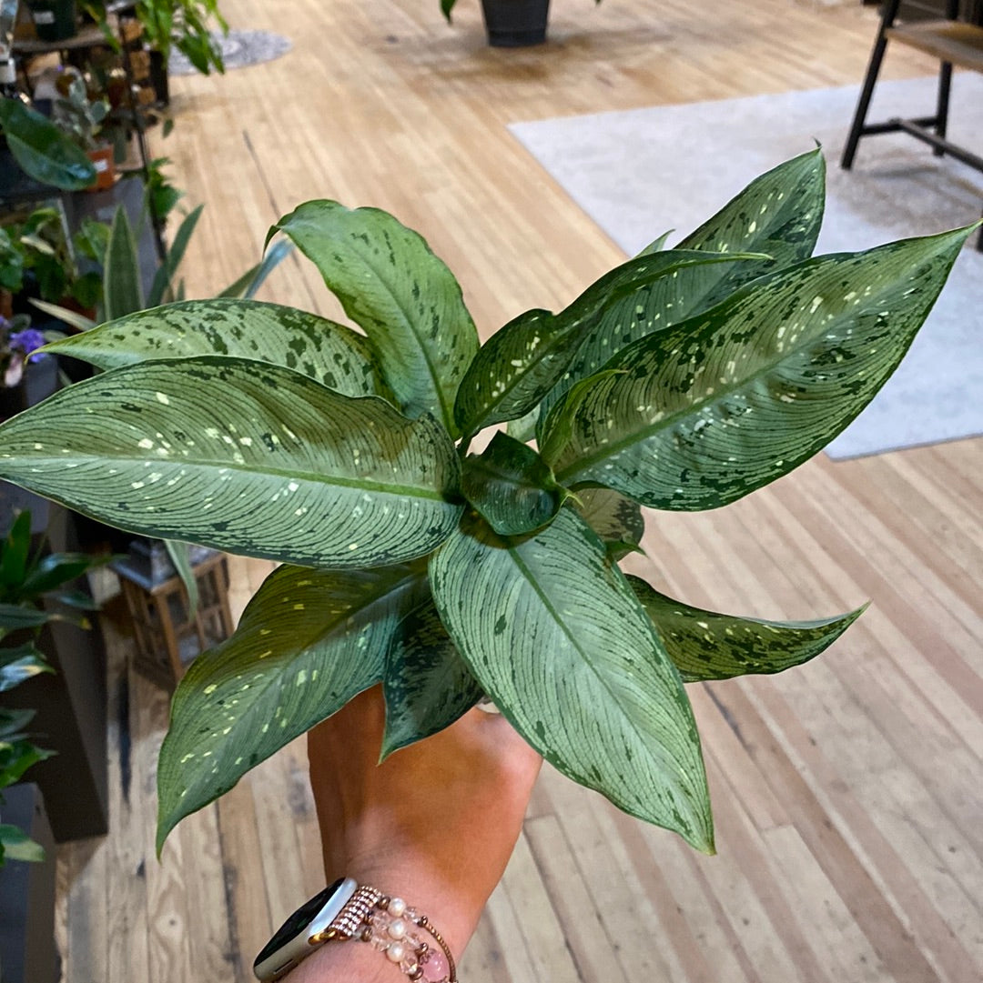 Dieffenbachia Tiki 4"