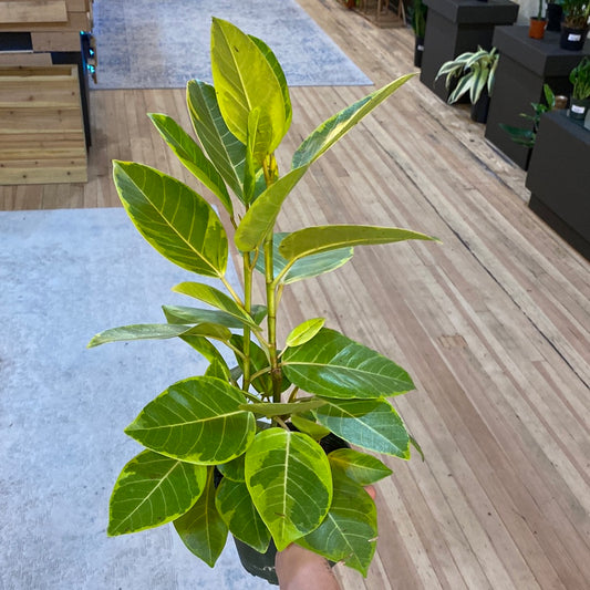 Ficus Altissima 6"