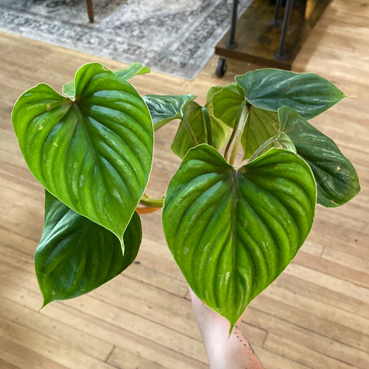 Philodendron plowmanii 4"