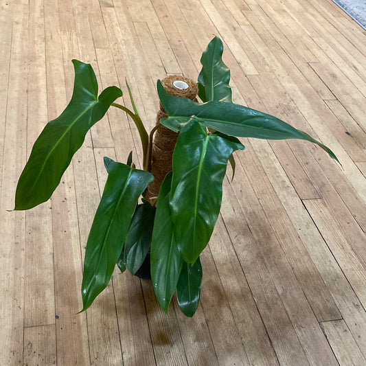 Philodendron mexicanum Totem 6"