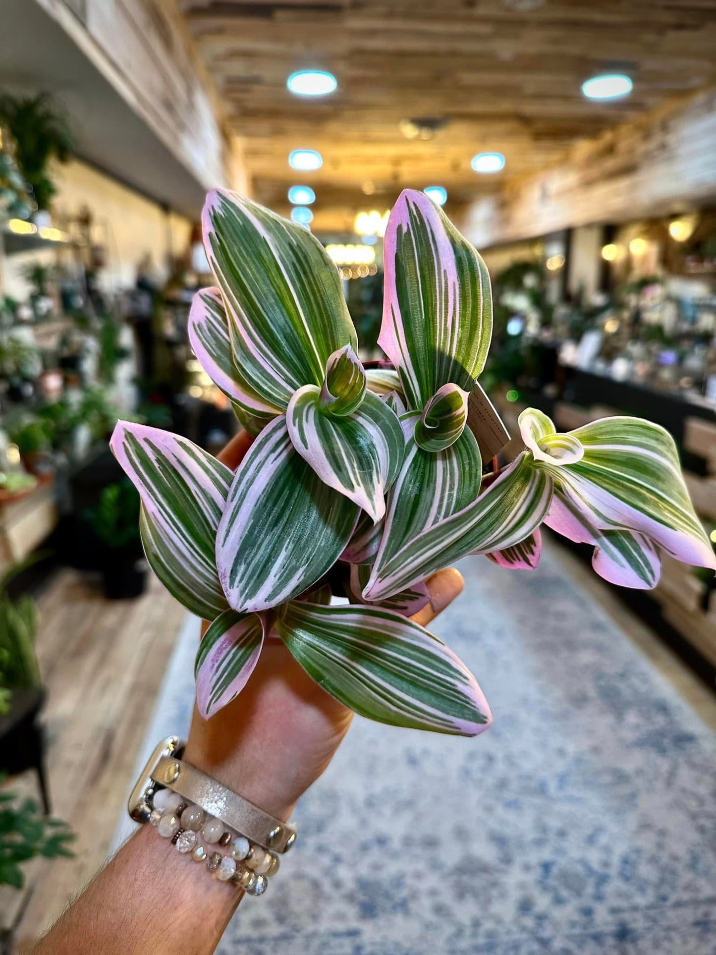 4" Tradescantia Nanouk