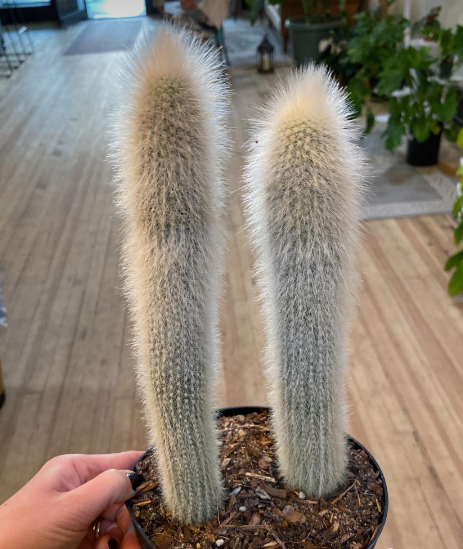 Old Man Cactus 6"