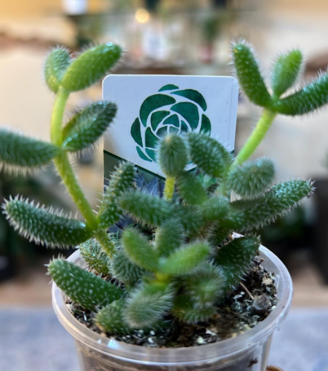 Pickle Plant Delosperma 4"