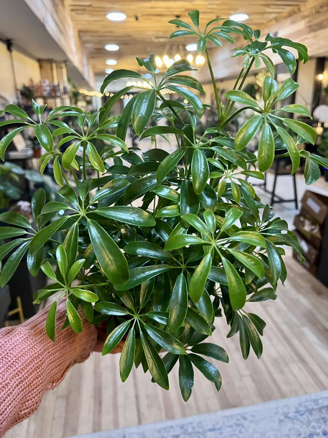 Schefflera Arboricola 4"