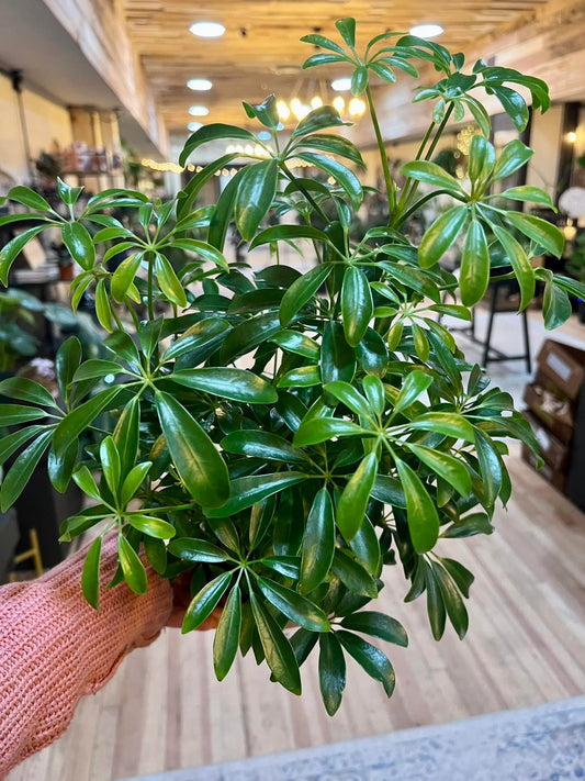 Schefflera Arboricola 4"