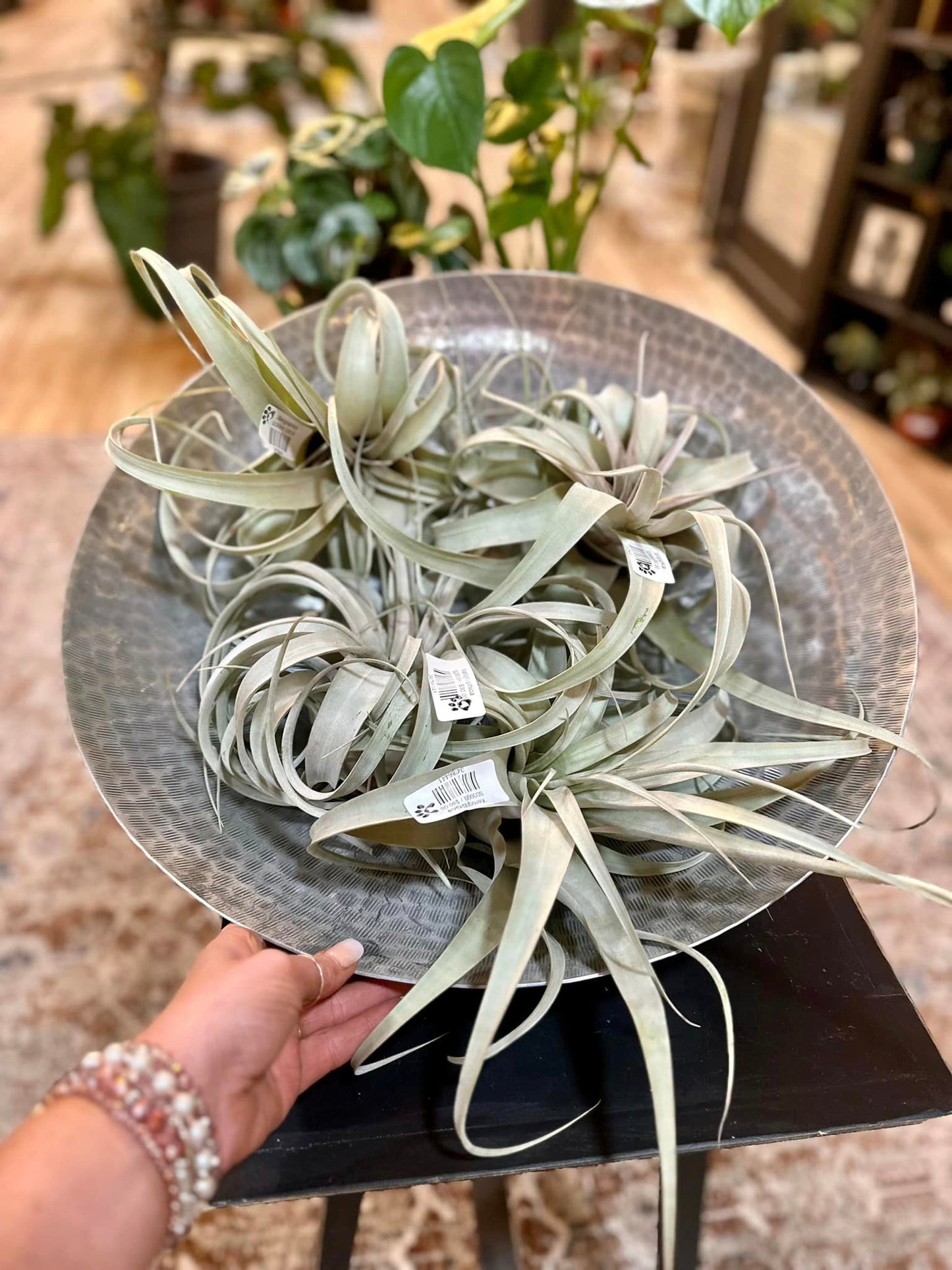 Xerographica