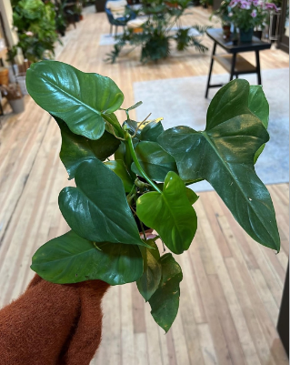 Philodendron bipennifolium 4"