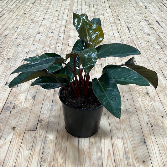 Philodendron 'Rojo Congo' 6"