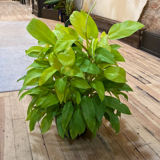 Philodendron 'Golden Goddess' Basket 8"