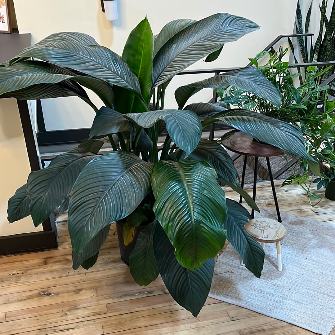 Peace Lily Sensation 14"