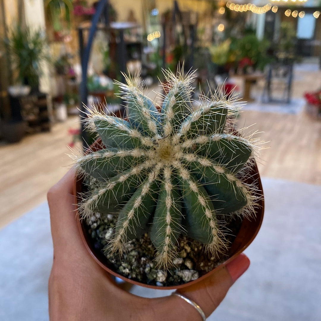 Parodia leninghausii Golden Ball Cactus 4"