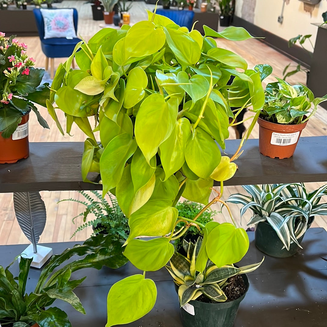 8" Philodendron 'Lemon Lime' Basket