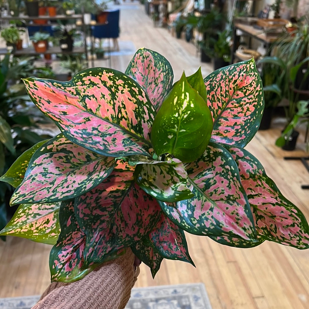 Aglaonema 'Ruby Ray' 4"