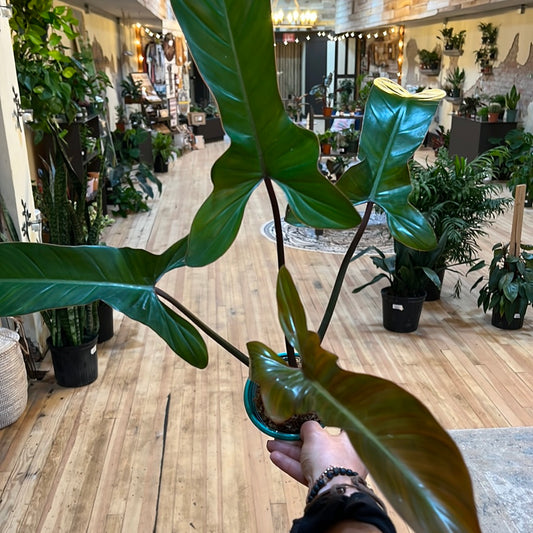 Philodendron 'Florida Bronze' 4"