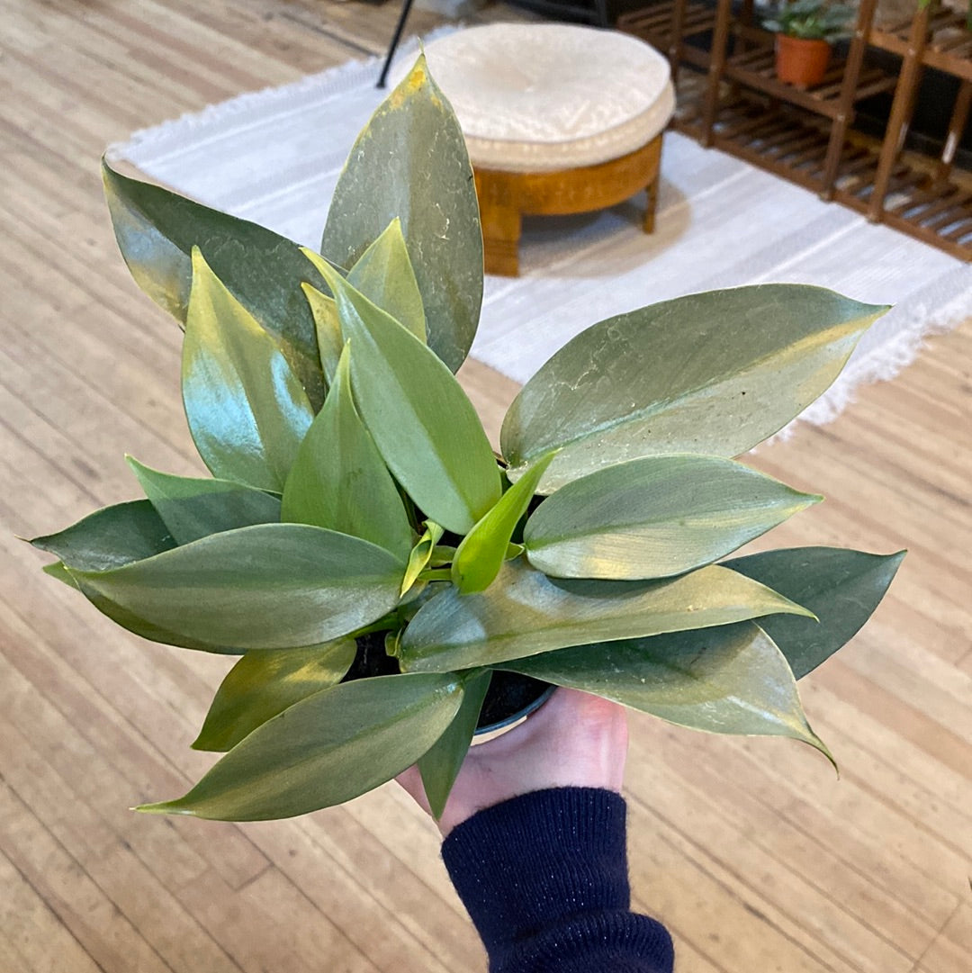 Philodendron Hastatum 'Silver Sword' 4"