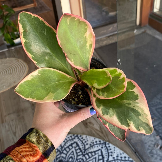 Peperomia Ginny 4"