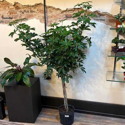 Schefflera Arboricola 10"