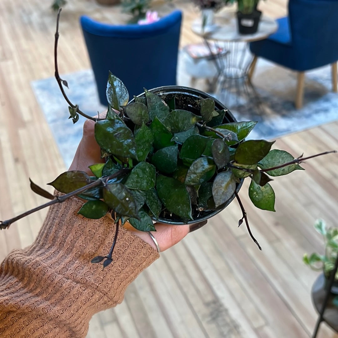 Hoya Krohniana Black 4"