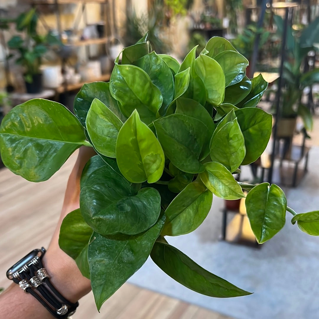 Epipremnum aureum 'Emerald' 4"