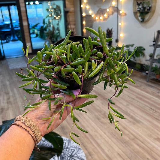 String of Bananas Purple Flush 4"