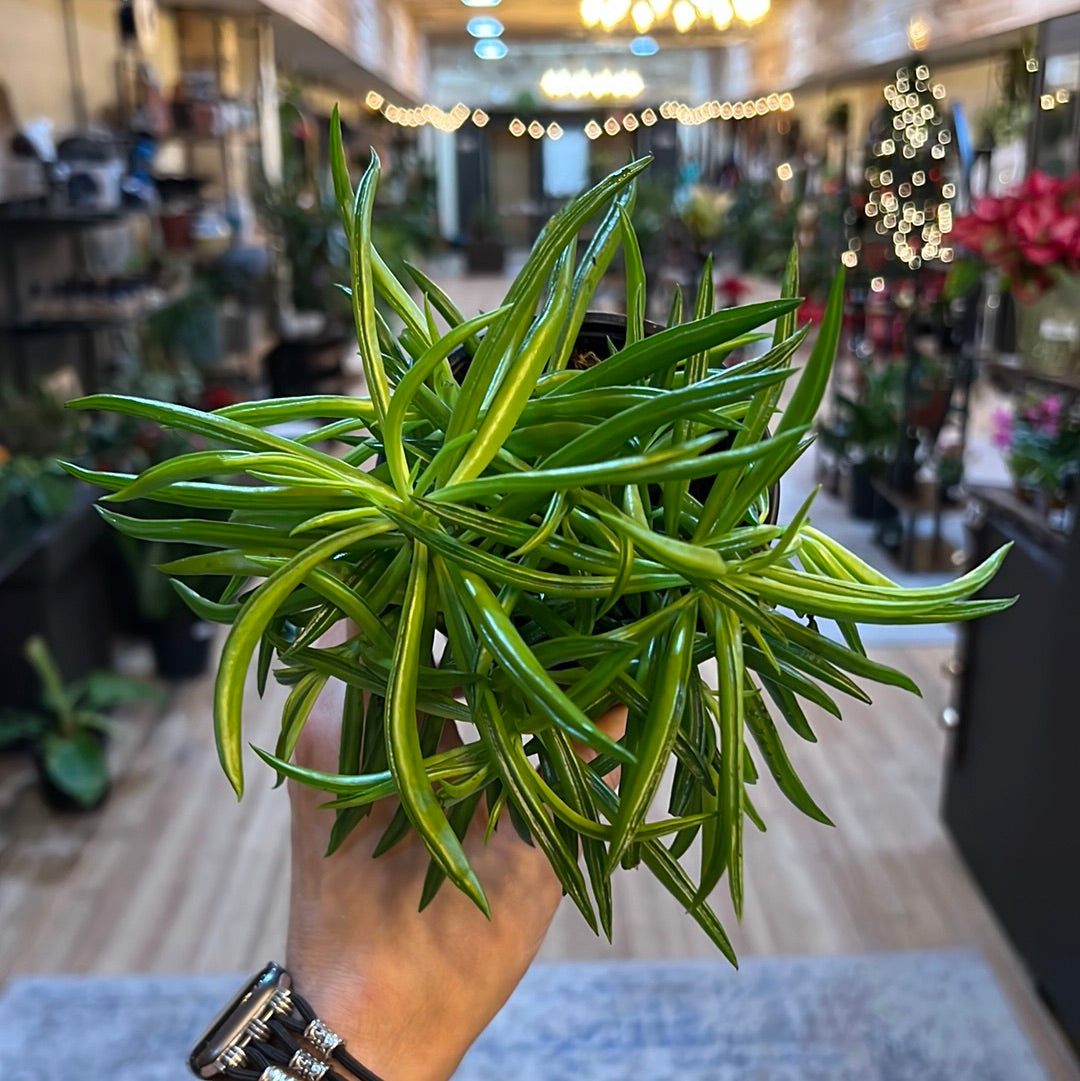 Peperomia Green Bean 4"