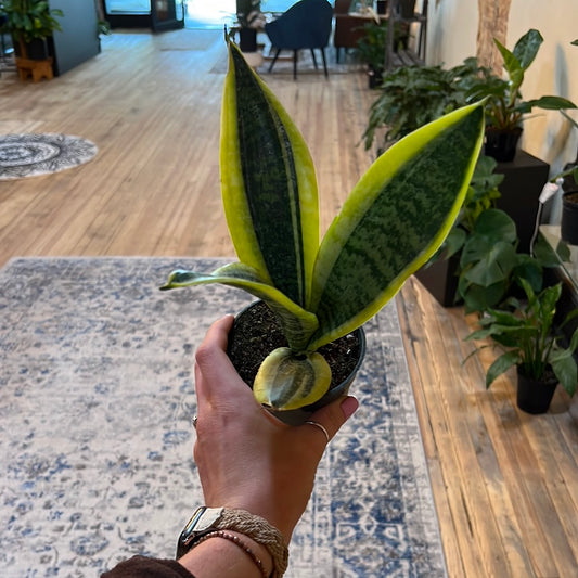 Futura Superba Snake Plant 4"