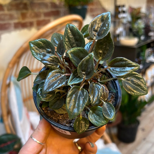 Peperomia Brasilia 4"