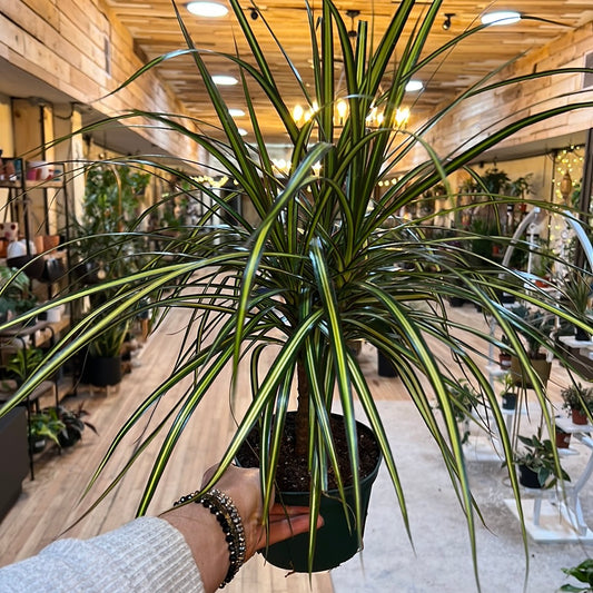 Dracaena Kiwi 6"