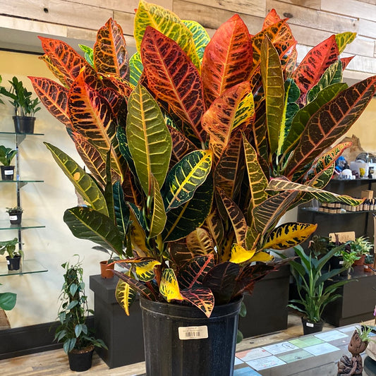 Croton 10"