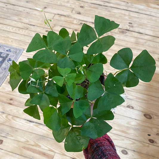 Oxalis Green 4"