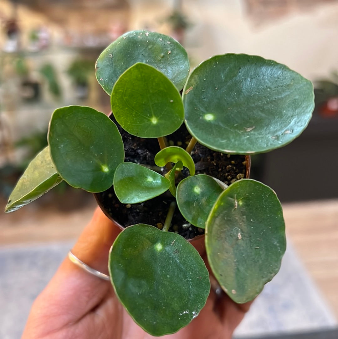 Pilea Peperomioides 2"