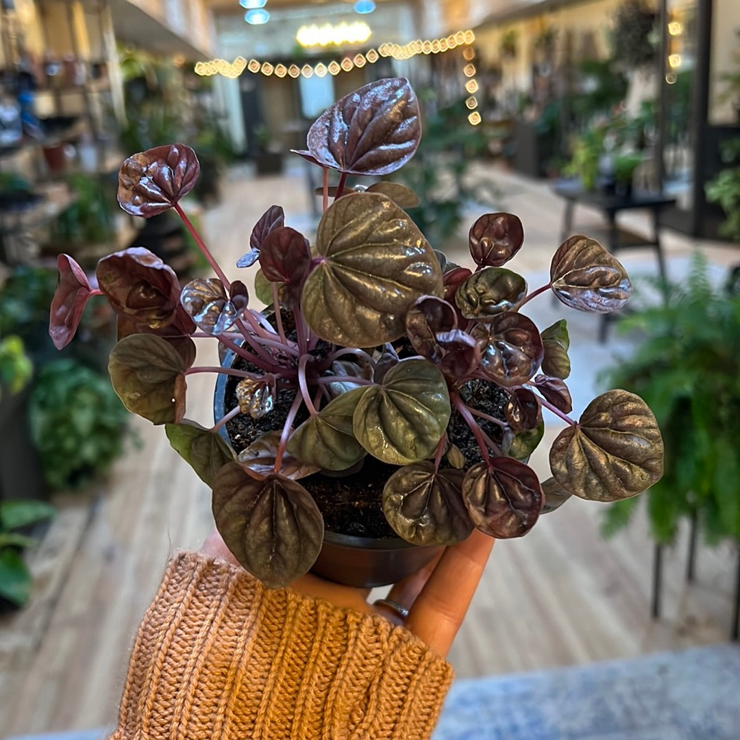 Peperomia Caperata Schumi Red 4"