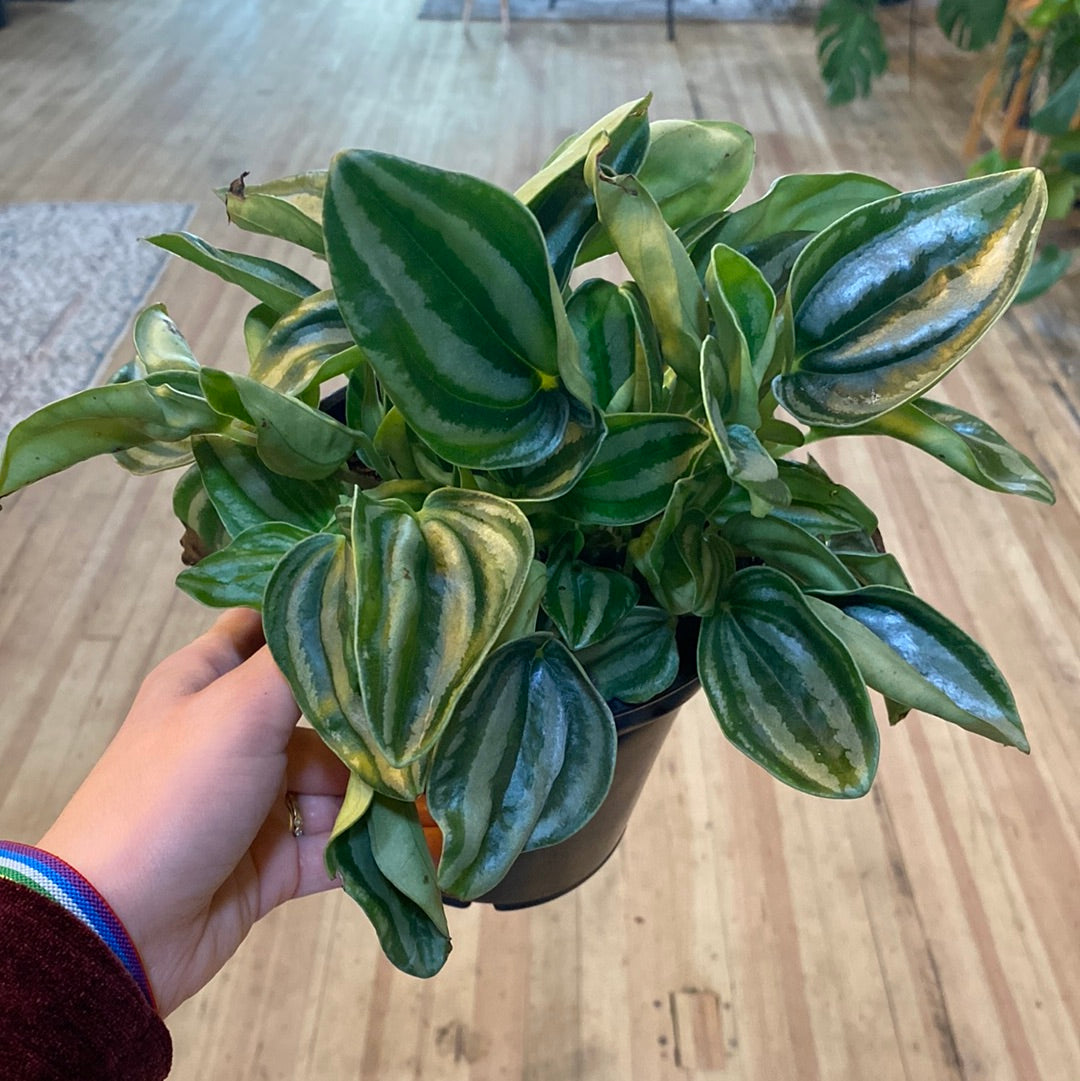 Peperomia Obovata 6"