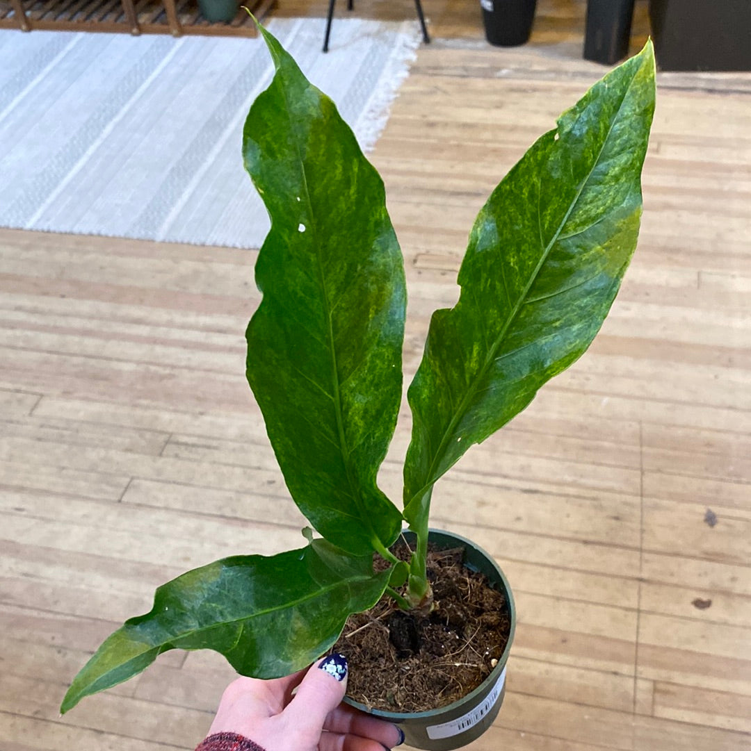 Anthurium hookeri Variegata 4"