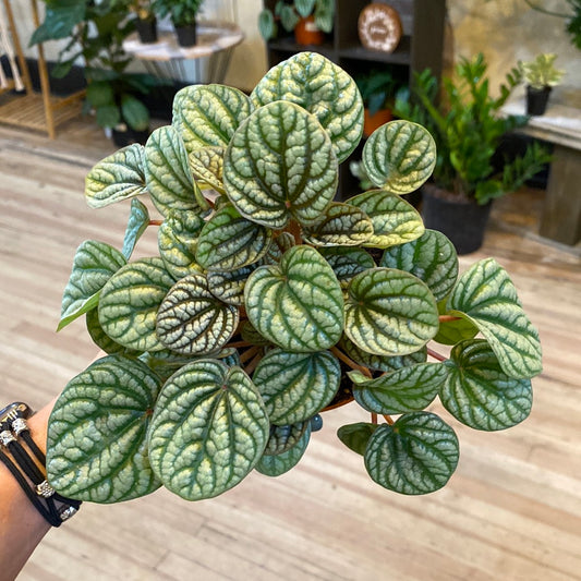 Peperomia Burbella 4"