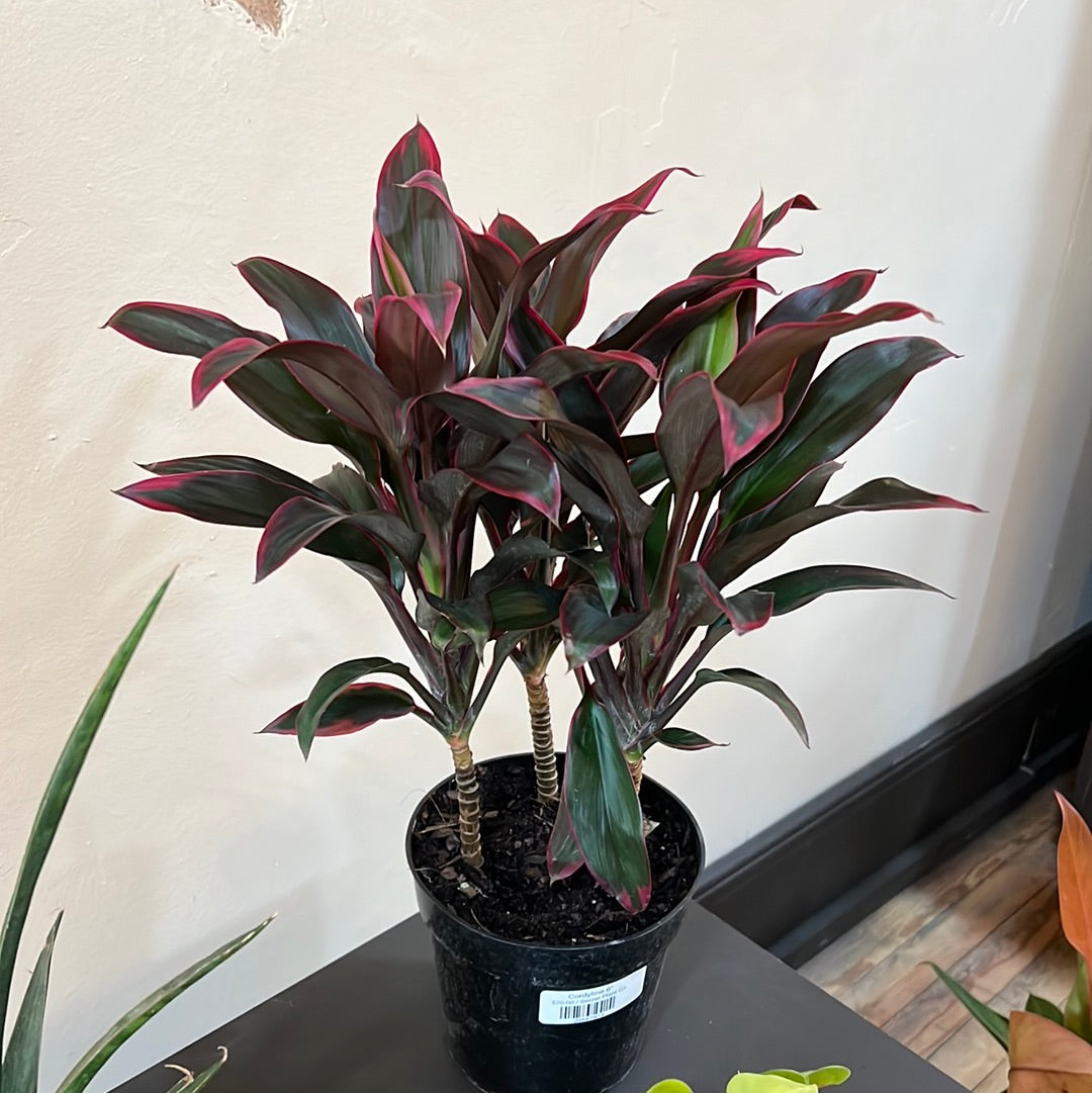 Cordyline Ti 10"