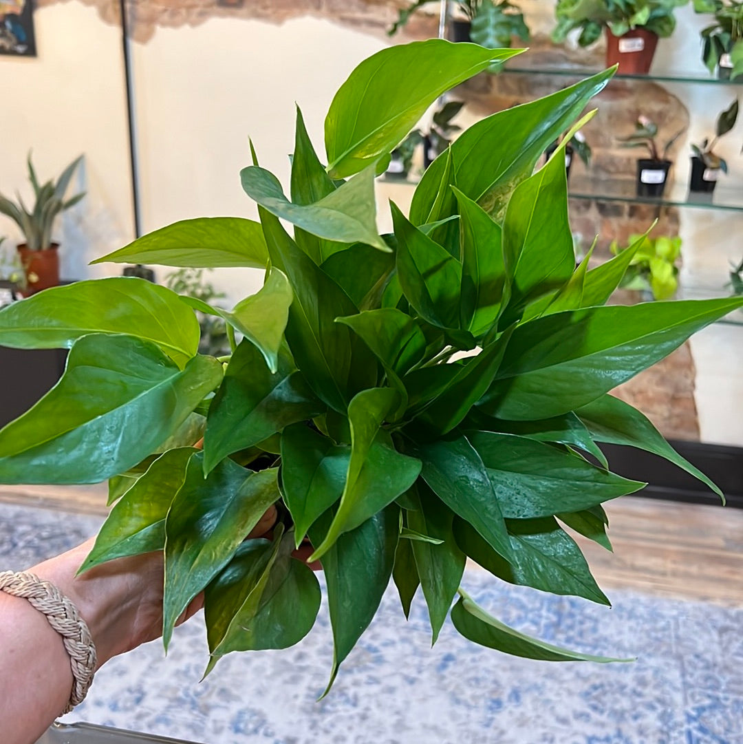 Epipremnum pinnatum 'Green' 6"