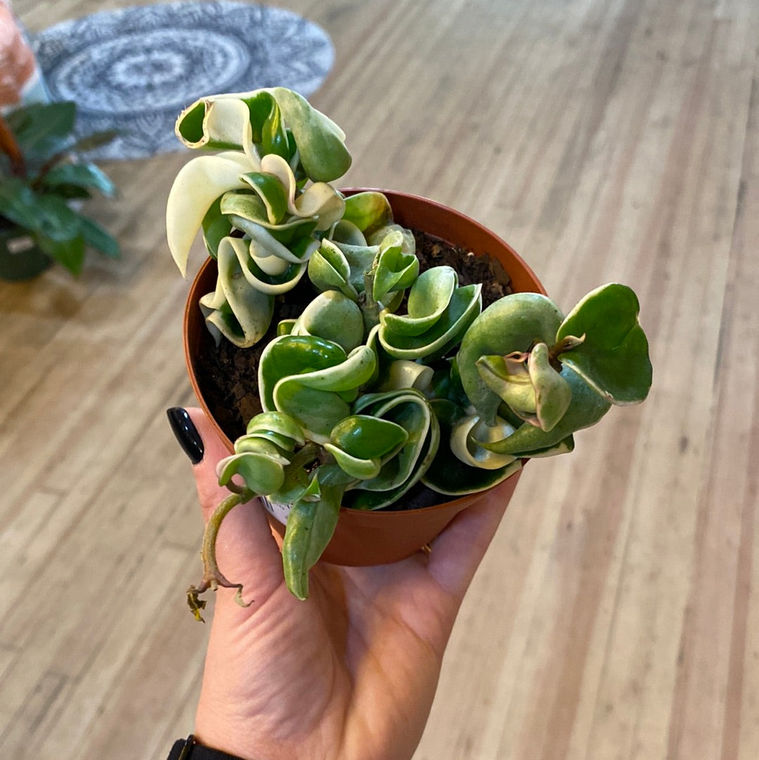 4" Hoya Rope Variegated