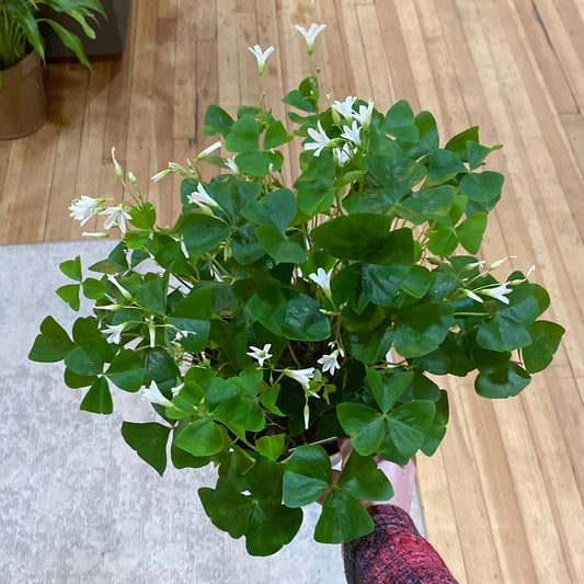 Oxalis Green 6"