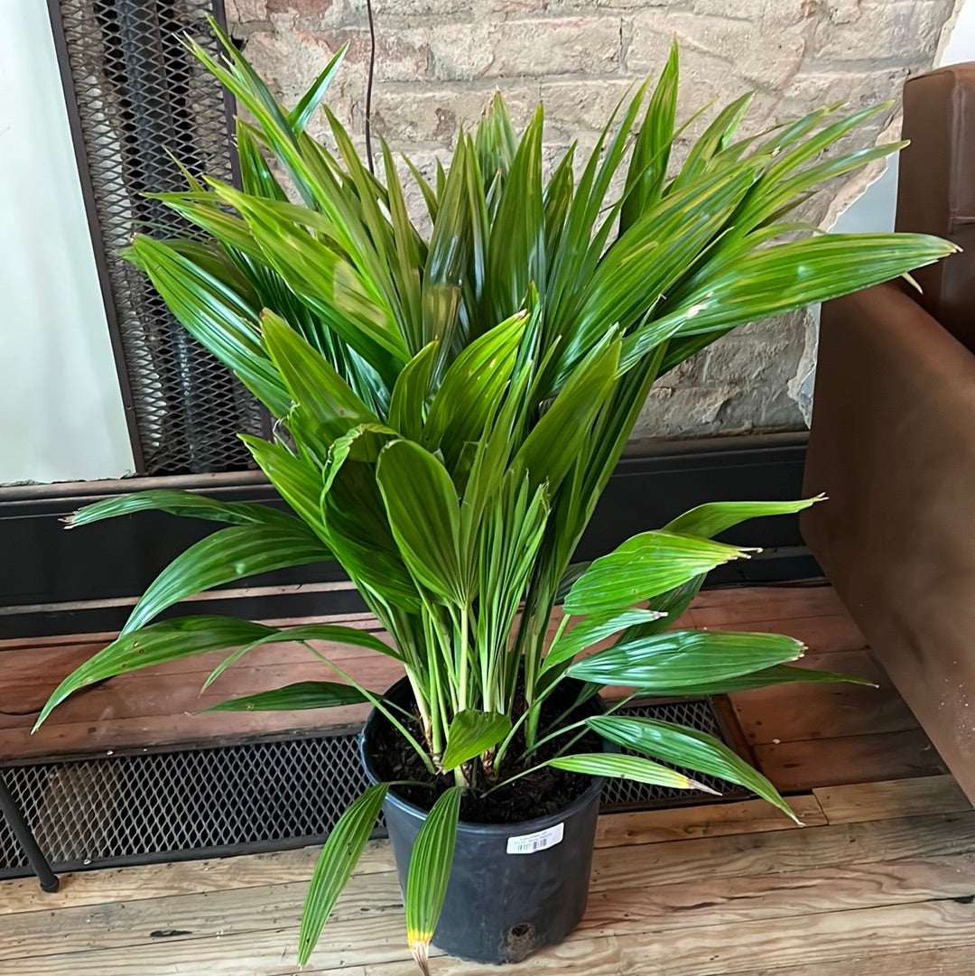 Lady Palm 10"