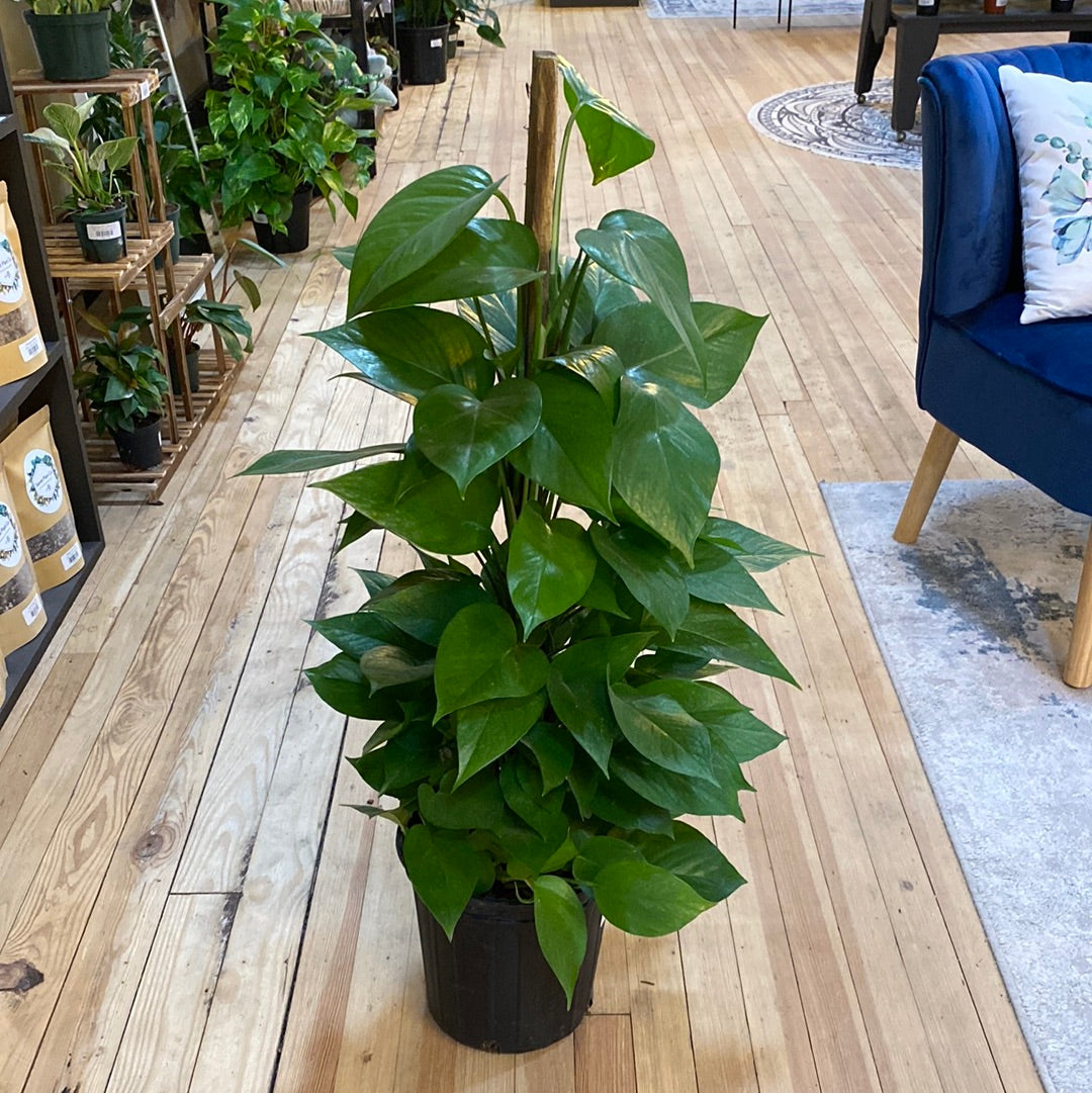 Epipremnum aureum 'Jade' Totem 8"