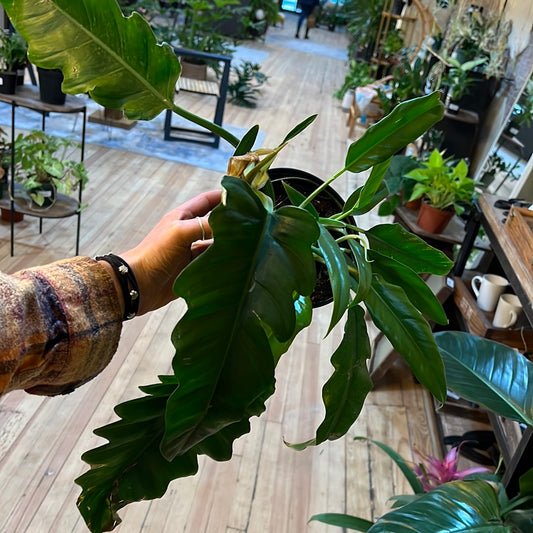 Philodendron 'Narrow Escape' 6"