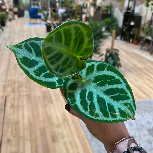 Anthurium crystallinum 'Silver Blush' 4"