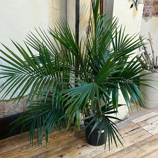 Majesty Palm 10"