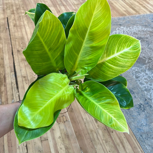 Philodendron 'Moonlight' 6"