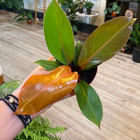 Philodendron 'Prince of Orange' 4"