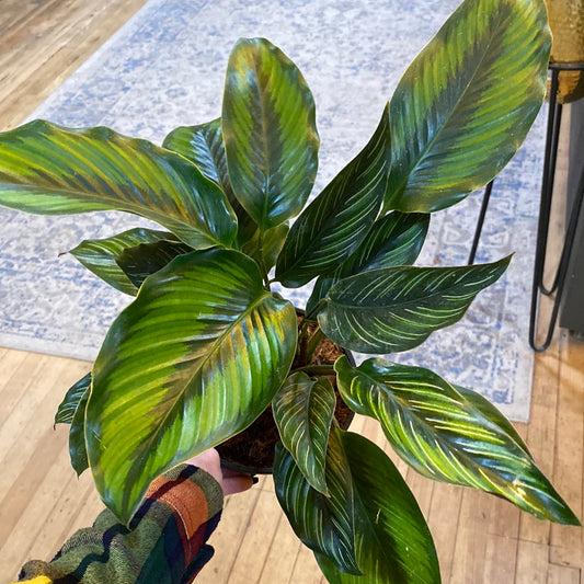 6" Calathea Beauty Star